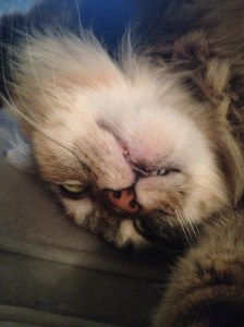 Lily. Enjoys: sleeping upside down, kicking her legs out behind her while relaxing, drinking out of any sink, playing in the bathtub, and generally laying/playing/chilling where she doesn't belong.